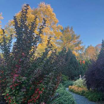 秋の日の画像 by 花土葉さん | お出かけ先とメギと庭園と秋の日とお疲れ様です♡とメギ科