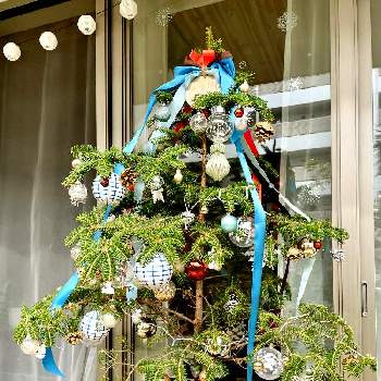 グリーンデコレーションの画像 by Shonan House Plantsさん | テラスとモミともみの木とモミの木と湘南とツリーとクリスマスツリーとモミの木のツリーと我が家のテラスと飾り付けと装飾とテラスガーデンと自己流ガーデニングとガーデニング大好き❤️とガーデニング大好きとクリスマスデコレーションと生モミの木とテラスの鉢植えと#ガーデニングともみの木。とガーデニングとグリーンデコレーションとクリスマスツリー♪とクリスマス