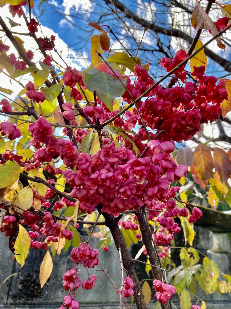 の画像 by ruriさん | マユミと秋の実りと綺麗な紅葉と田舎の家と赤い実と落葉低木と阿智村