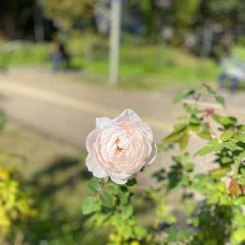 セントセシリアの投稿画像一覧 Greensnap グリーンスナップ