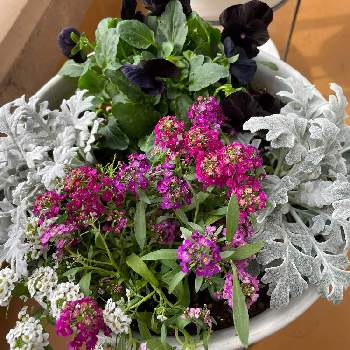 アリッサム寄せ植えの投稿画像一覧 Greensnap グリーンスナップ