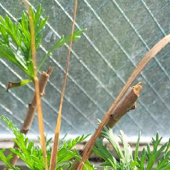マーガレットパープルスプラッシュの画像 by 朱雀さん | マーガレットパープルスプラッシュとガーデニングとお一人様と花のある暮らしと植中毒
