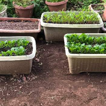 サラダ水菜の画像 by アップルさん | 小さな庭とサラダ水菜と縮み小松菜と家庭菜園と根菜　葉菜