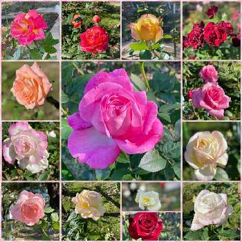 近くの小さな薔薇園の画像 by  kazumi♡さん | お出かけ先と薔薇とさいた✨と薔薇園と犬の散歩コースと大きな公園と近くの小さな薔薇園