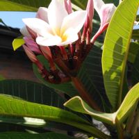 プルメリア,自己満足,プルメリア❤,有り難う,出逢いに感謝の画像