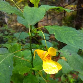 キツリフネソウの投稿画像一覧 Greensnap グリーンスナップ