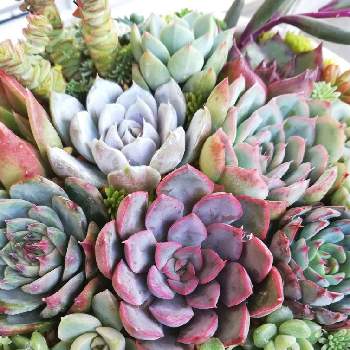 照月花の投稿画像一覧 Greensnap グリーンスナップ