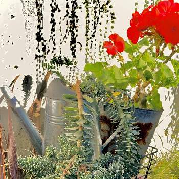 ジョウロ鉢の画像 by そうはるさん | バルコニー/ベランダといつも、いいね!ありがとうございます(*´`)♡と植中毒と今日の一枚とコロナおしりペンペン( ･᷄ὢ･᷅ )とユーフォルビアとグリーンネックレスの雨とジョウロ鉢とおうち園芸と鉢植え