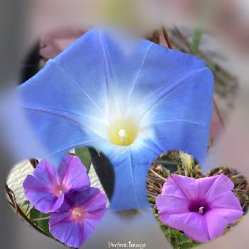 宿根朝顔 オーシャンブルーの投稿画像一覧 Greensnap グリーンスナップ