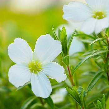 アレナリアモンタナ まりこの投稿画像一覧 Greensnap グリーンスナップ