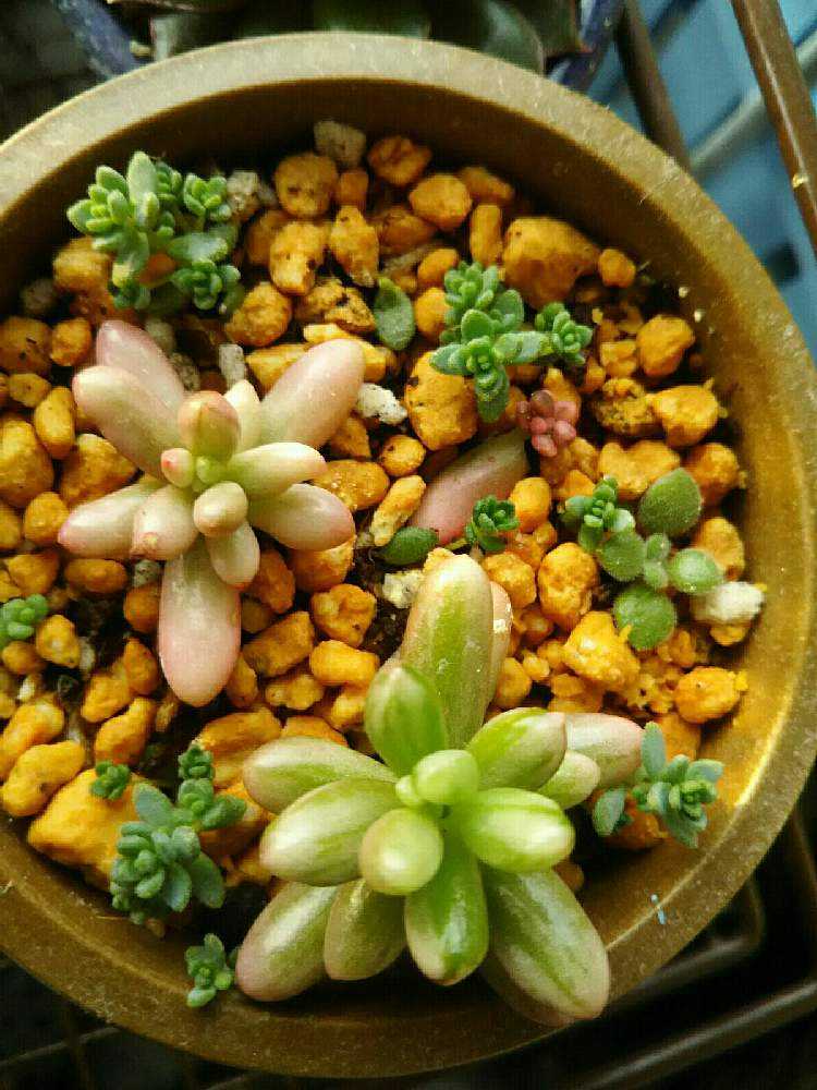 オーロラ 其の一｜🍀GreenSnap（グリーンスナップ）