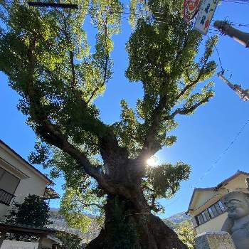 輝きの画像 by kokoroさん | お出かけ先とクスノキ（楠木)と生命と輝きと湯河原と巨木古木の木曜日