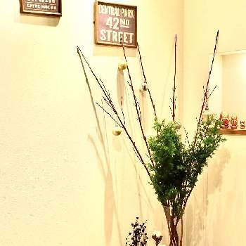 サツマスギの画像 by rieさん | 玄関とスターリンジアとサツマスギと花のある暮らし♡と癒しとインテリアと植物と夕焼けが好きとかわいいな♡とクリスマス