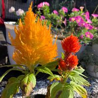 ケイトウ,花のある暮らし,駐車場,かわゆい,悲しいお知らせの画像