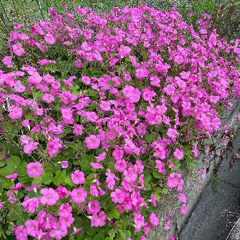 ムラサキカタバミの花の投稿画像一覧 Greensnap グリーンスナップ