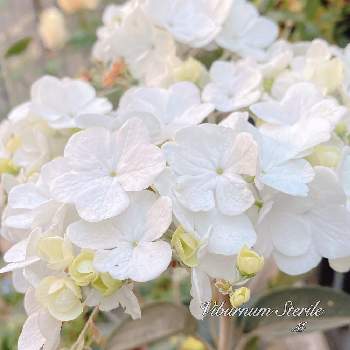 白のお花の画像 by ブロッコリーさん | 小さな庭とビバーナム ステリーレとグリーンのある暮らしと満開と白のお花とビバーナム　ステリーレとガーデニングと花のある暮らしとオオデマリ❁と庭の宿根草と四季咲きとビバーナム⁂