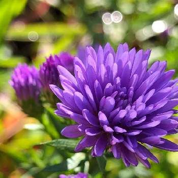 アスターの投稿画像一覧 Greensnap グリーンスナップ