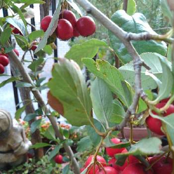 ルビーサンザシの実の投稿画像一覧 Greensnap グリーンスナップ