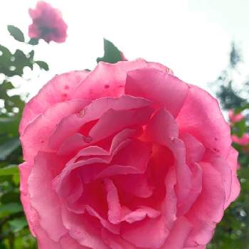 薄いピンクのお花の画像 by EMIさん | 薄いピンクのお花とやさしいお花と花のある暮らしと薔薇♪とお散歩