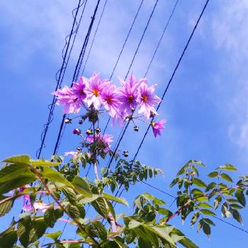 ご近所さんのお庭の花の画像 by eryさん | 皇帝ダリアとご近所さんのお庭の花とイングリッシュコッカー・エリーの散歩道とピンクの日とピンクのお花とピンクワールドへ ようこそと19日はピンクの日!