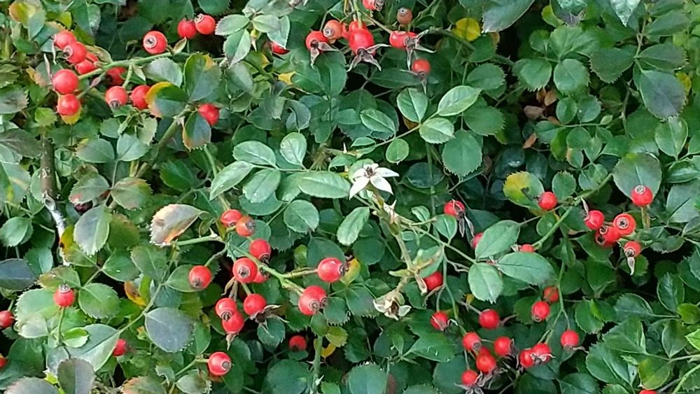 和の花♪さんの港の見える丘公園への投稿