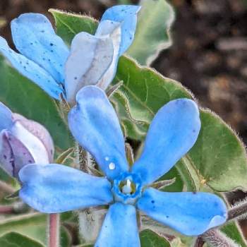 青色のお花の画像 by もぐjuhさん | 広い庭とプランターと花色とお顔がこんにちはとGoogle Pixel5と青色のお花と花いろいろと君も花が好きなのかと元気に育ててますよ