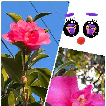 見守り隊の画像 by ハナミズキさん | 通学路と山茶花・さざんかと季節のお花と花のある暮らしと19日はピンクの日!と見守り隊