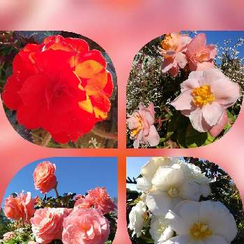 フォーチュンベゴニアの画像 by SILVIAさん | お出かけ先とフォーチュンベゴニアとピンクの花と寄せ植えと花壇と赤い花と草津市立水生植物公園みずの森と花のある暮らしと白い花と晴天