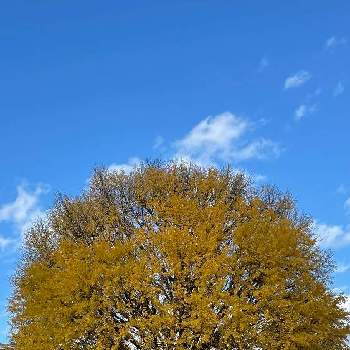 イチョウ(銀杏)の画像 by わこさん | お出かけ先とイチョウ(銀杏)と気になる～と空と木と懐かしい場所と紅葉・黄葉