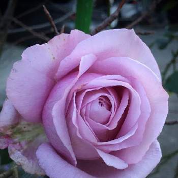 紫の薔薇の画像 by あきこさん | 小さな庭とばら バラ 薔薇とムラサキの花と毎日ローズショーと紫のバラとお家園芸と金曜ローズショーと綺麗と香りの良いバラといい香りとバラ・ミニバラとシークレットパヒュームと紫の薔薇