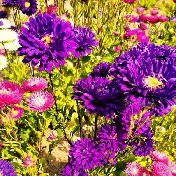 岩見沢市の画像 by まりりん♡さん | 今日のお花と毎月19日はピンクの日と岩見沢市