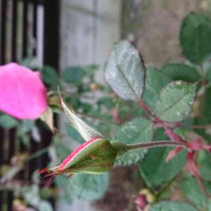 デンティベス,金曜日の蕾たち,金曜日の蕾たちに投稿,広い庭の画像