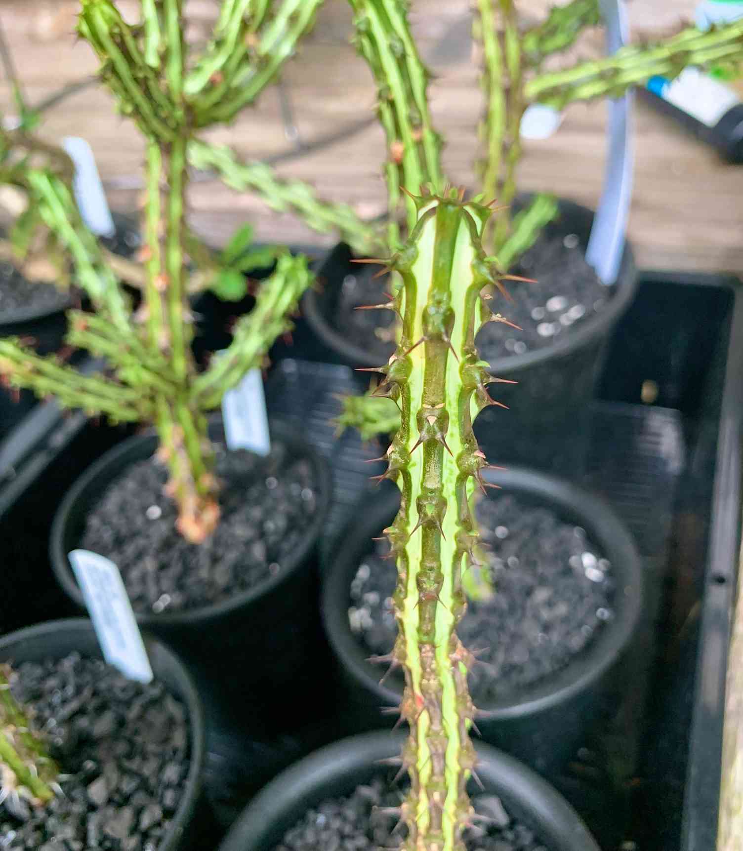 希少 Euphorbia sp. nova somalia hordio ユーフォルビア ソマリア産 高品質