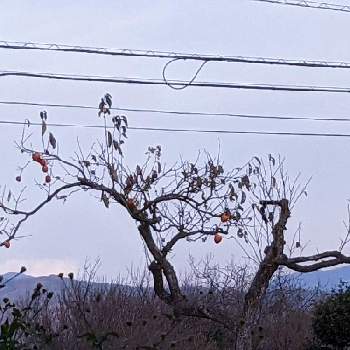 カキ✽の画像 by 秋草さん | コセンダングサとカキと柿の木とセンダン✽と秋色✽とちょっといい景色✽とカキ✽と木々✽