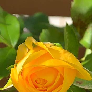 咲いてるの画像 by n_enjoymamaさん | 朝日を浴びてと咲いてるとありがとうとビタミンカラーと癒されるとEnjoy My Gardenとガーデニングと清々しいと綺麗な色