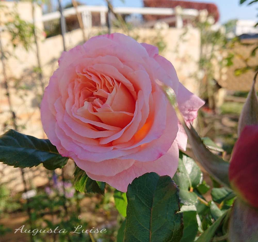 小さな庭の画像 by ＹＵＭＩＫＯさん | 小さな庭と私の癒し♡と薔薇愛同盟と花が好き❤と毎日ローズショーとおうち園芸とお花に癒されてと植中毒と2021 YUMIKO薔薇と花のある暮らしと大好き♡︎ʾʾとアウグスタルイーゼ＊とかわいいな♡といい色♡