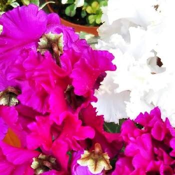 シクラメンシーズンの画像 by sumiko87さん | 小さな庭とシクラメンジュエリーと꒰ღ˘◡˘ற꒱かわゅ~と花のある暮らしとシクラメンシーズンと19日はピンクの日!