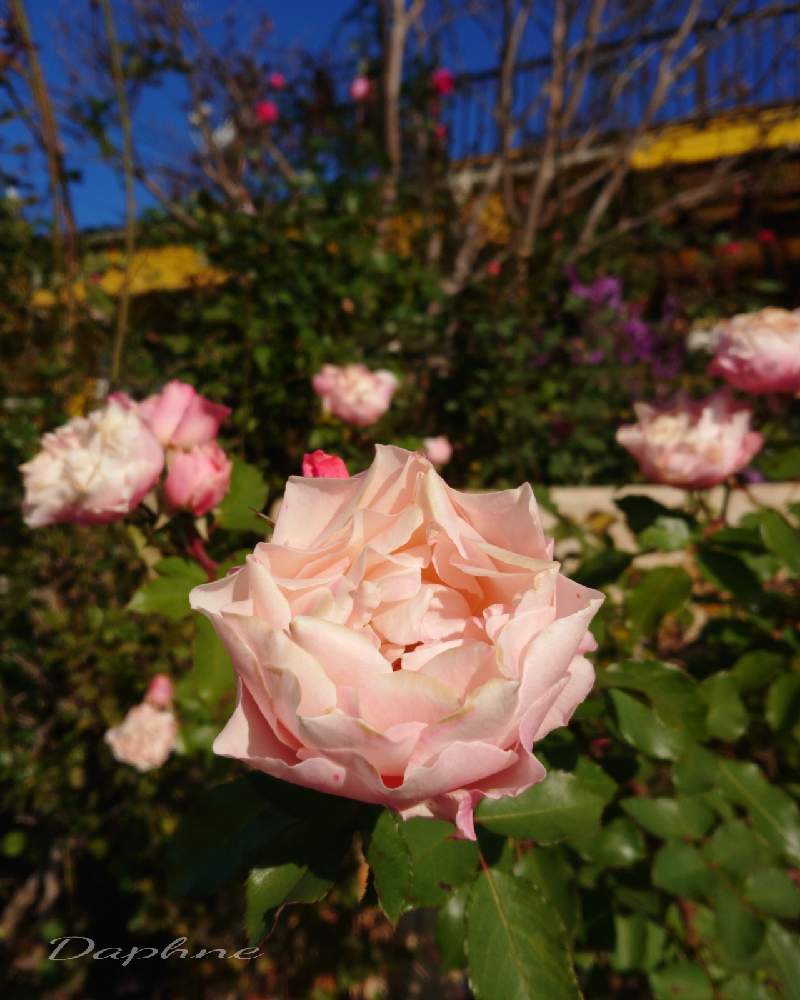 小さな庭の画像 by ＹＵＭＩＫＯさん | 小さな庭と私の癒し♡と薔薇愛同盟と花が好き❤と毎日ローズショーとおうち園芸とお花に癒されてと植中毒と2021 YUMIKO薔薇と花のある暮らしと大好き♡︎ʾʾとかわいいな♡といい色♡