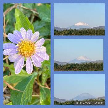 ヨメナの画像 by suihoさん | お出かけ先とヨメナと富士山とお花大好き♡と里歩きと花いろいろとウォーキングとお散歩と小さな花