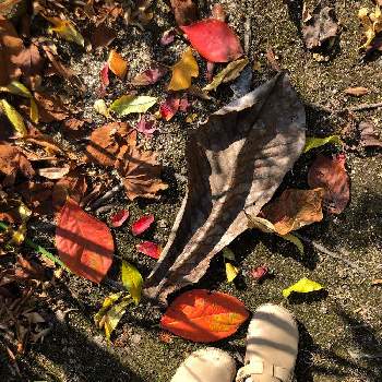 枯葉の画像 by けいちゃんさん | 小さな庭と枯葉と朴葉の葉とホオノキ(朴の木)と秋の庭と紅葉（こうよう）と朴の枯葉と落ち葉と大きい
