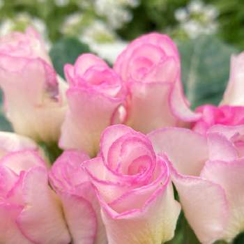 バラ咲きジュリアン ブライダルベルの画像 by こなつさん | 小さな庭とバラ咲きジュリアン ブライダルベルと育てる楽しみとかわいい♡とピンク❤︎ピンクともりもり増えてと色がステキと鉢植えとつぼみがたくさんと可愛い花びらとステキなお花