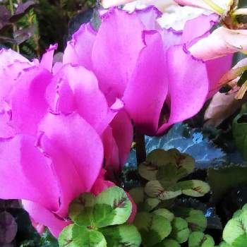 シクラメンシーズンの画像 by sumiko87さん | 小さな庭とガーデンシクラメンとエンジェルクローバーリップと四つ葉のクローバー♪と鉢植え✨と꒰ღ˘◡˘ற꒱かわゅ~と花のある暮らしと19日はピンクの日!とシクラメンシーズン