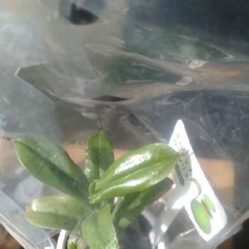 ネペンテス・グラシリスの画像 by mamaさん | 窓辺と食虫植物。とネペンテスとネペンテス・グラシリスと食虫植物とDIY簡易温室とネペンテス属とネペンテス グラシリス スポート