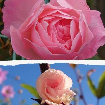 ローゼルを楽しむ会の画像 by michiさん | お出かけ先とピンク系とピンクで繋がるお友達とばら バラ 薔薇とピンクの花と１９日はピンクの日とローゼルを楽しむ会とピンクの日とピンク愛好会とミッチの会とピンクピンクと19日はピンクの日!