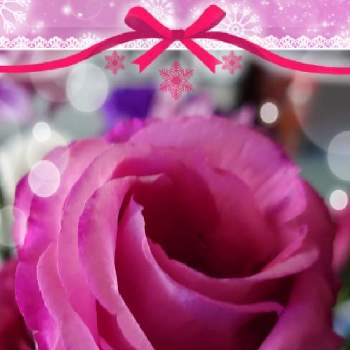 ✿ピンク可愛い〜✿の画像 by みゆさん | 部屋と好き✿と✿ピンク大好き✿と✿ピンク可愛い〜✿と可愛い✿と❤️M.family❤️とありがとうと金曜ローズショーと花いろいろと花のある暮らしと薔薇✿