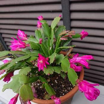 カニシャボテンの画像 by かどちんさん | カニシャボテンとピンクの花