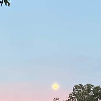 月と植物の画像 by マッキーAus. さん | 夕焼けと植物と月と植物と椰子の木とブリスベンと雲仲間と夕焼けとオージープランツと夕日と椰子とAustralia QLDとオーストラリアとAustralia Brisbane