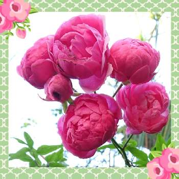 金曜の蕾たちへの画像 by syamunekoさん | 小さな庭と薔薇　ポンポネッラと雑貨大好きとsyamuの薔薇ﾎﾟﾝﾎﾟﾈｯﾗとｷﾓｶﾜ倶楽部と金曜ローズショーと猫大好き‼とつながりに感謝とかわちいと金曜の蕾たちへと19日はピンクの日!