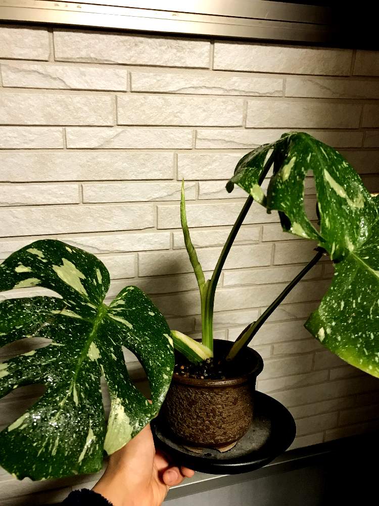 モンステラ Monstera 黄斑入り デリシオーサ イエローモンスター-