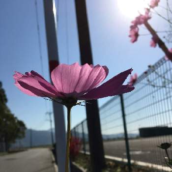 iPhone6sの画像 by midoさん | お出かけ先とコスモスと熊本とフェンス越しにと後ろ姿と昼散歩とiPhone6sと光合成と花のある暮らしと青空